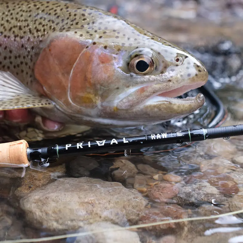 Primal Raw Ccc Fly Rod – Carbon Composite Casting & Control Series 1