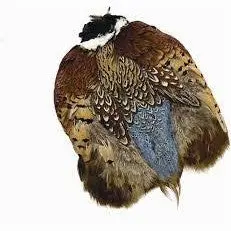 Ringneck Pheasant Skin For Dry And Nymph Patterns 1