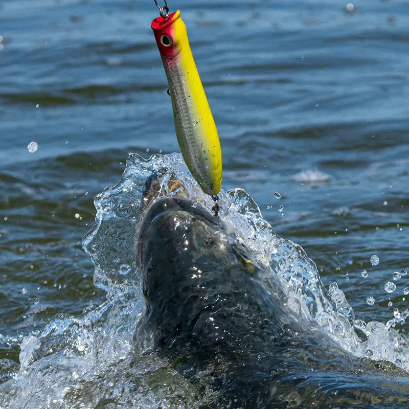 Tsunami Xd Talkin’ Popper Enhanced Topwater Lure 1